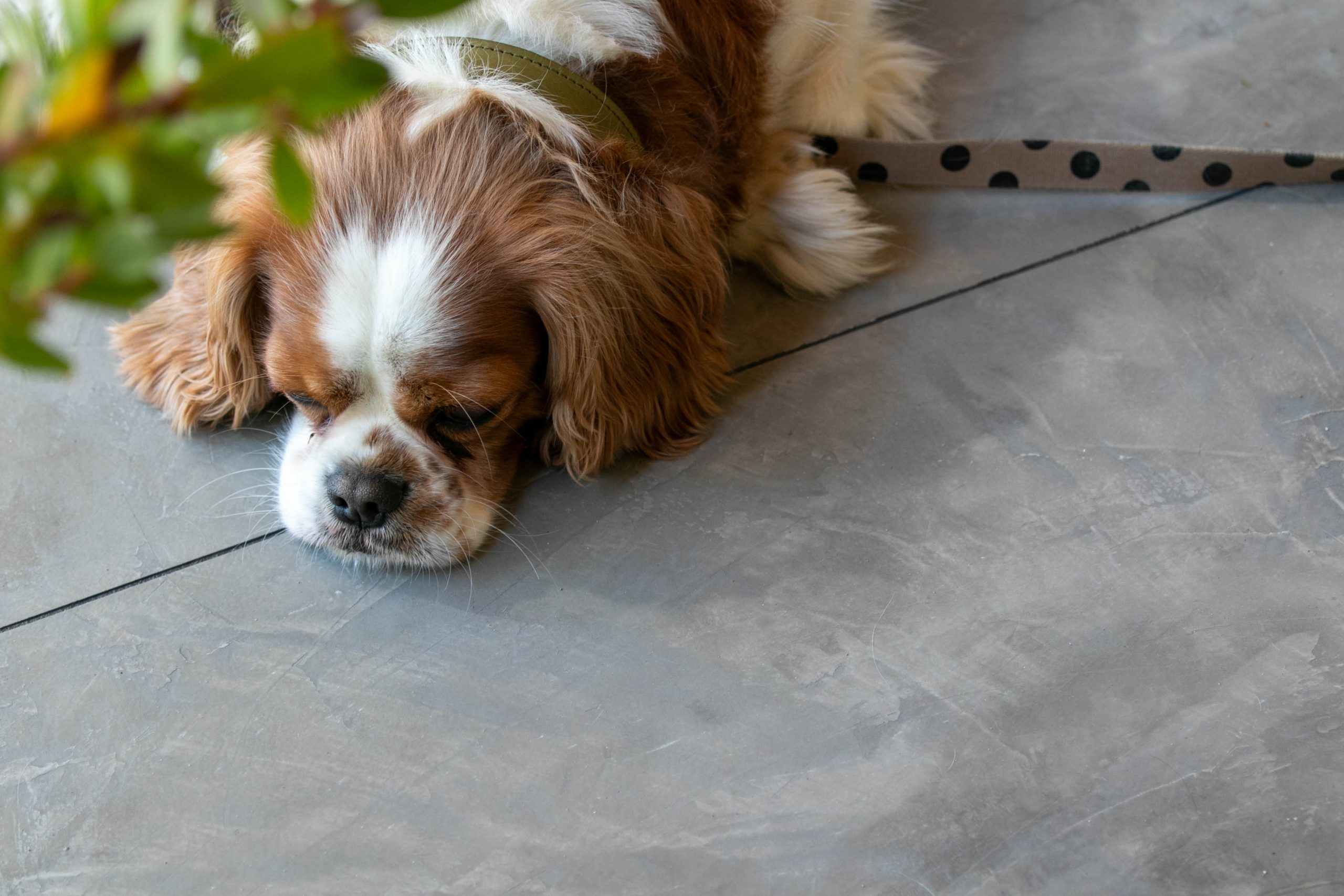 家の中のグリーンが癒しの空間を彩ります。